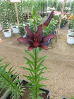 [4008 Landini No401.JPG]